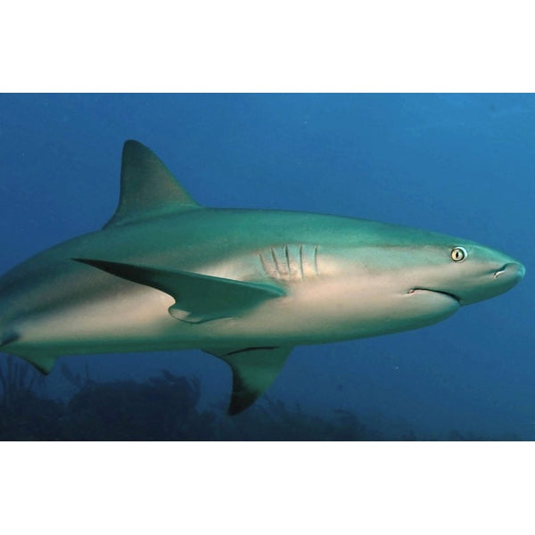 The Spearfishing Tax Man: Sharks, Big Fish, Eels, and Seals