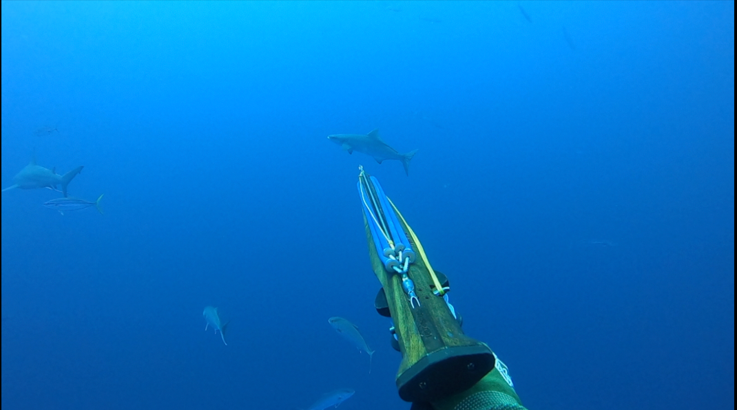 Reading Fish Behavior While Diving: Identifying What The Fish is Going to Do