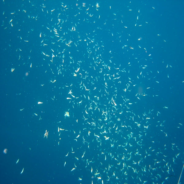 Attracting Fish - How to Use Chum and Flashers