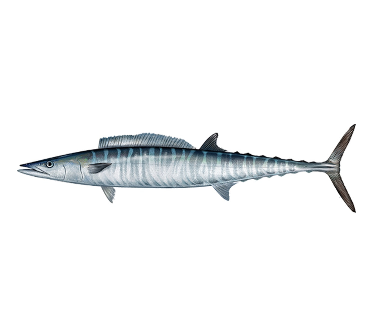 Spearfishing Wahoo - How to Hunt Series