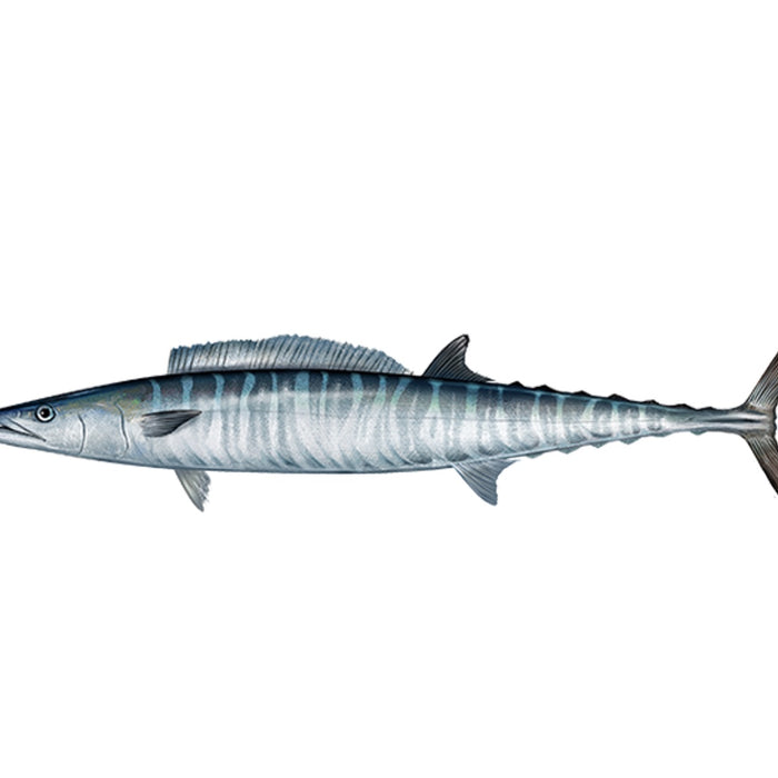 Spearfishing Wahoo - How to Hunt Series