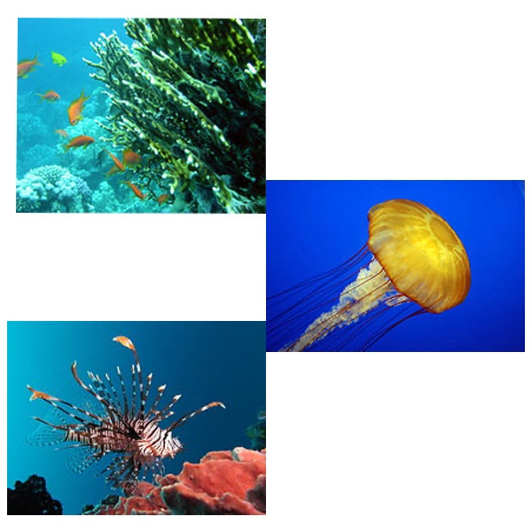 Basic First Aid for Stings, Bites, and Burns