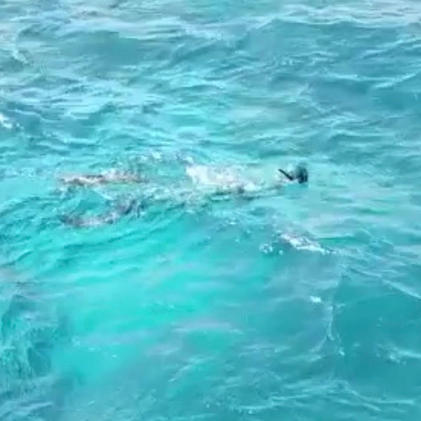 Spearfishing Hunting Techniques - Stalking Strategies