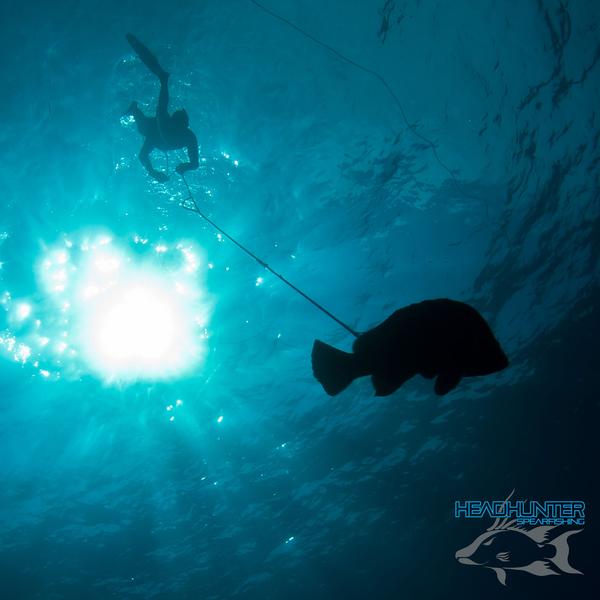carbon fiber pole spear fishing Headhunter Predator Pole Spears — Neptonics